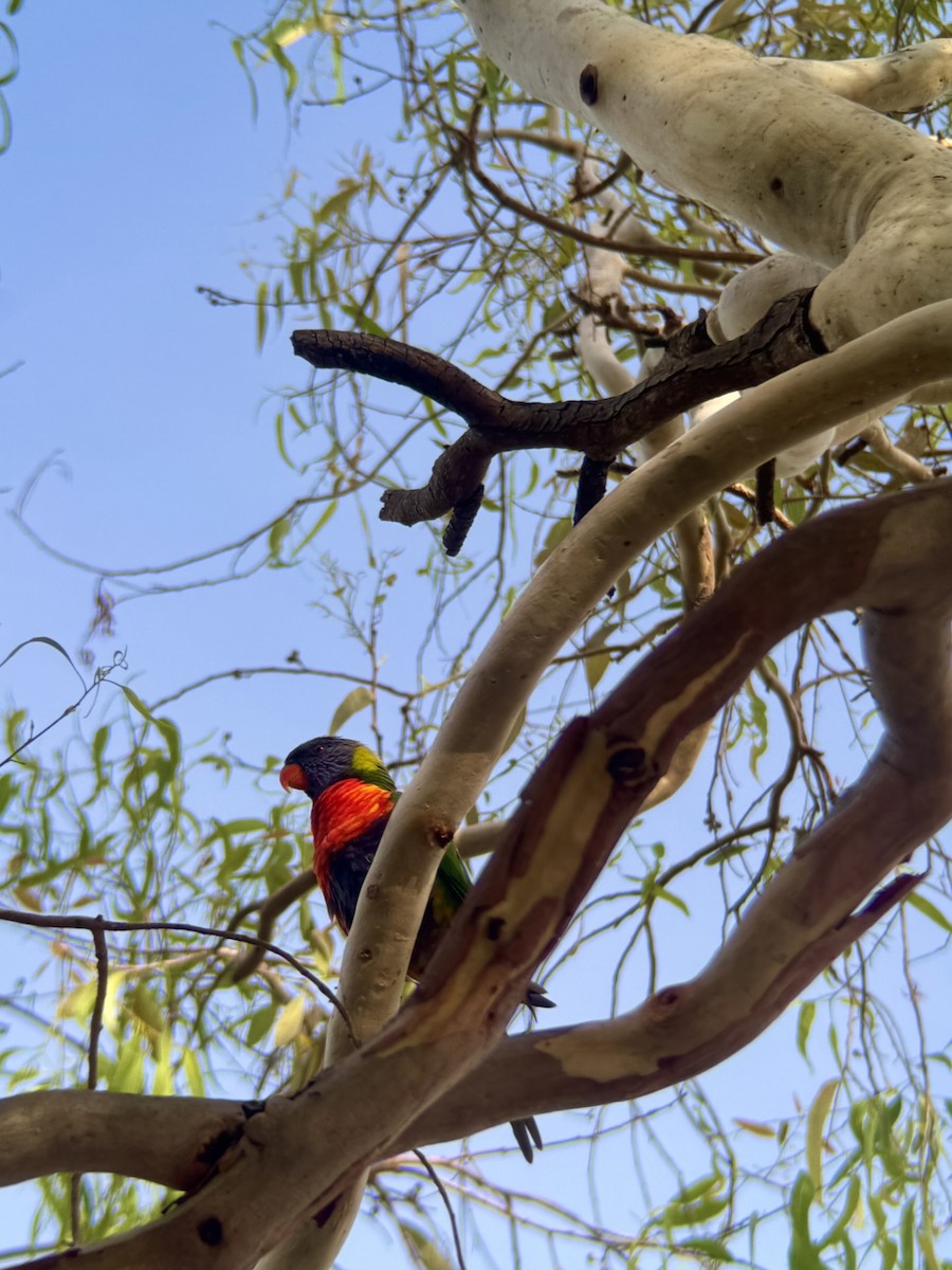 Rainbow Lorikeet - ML646876285