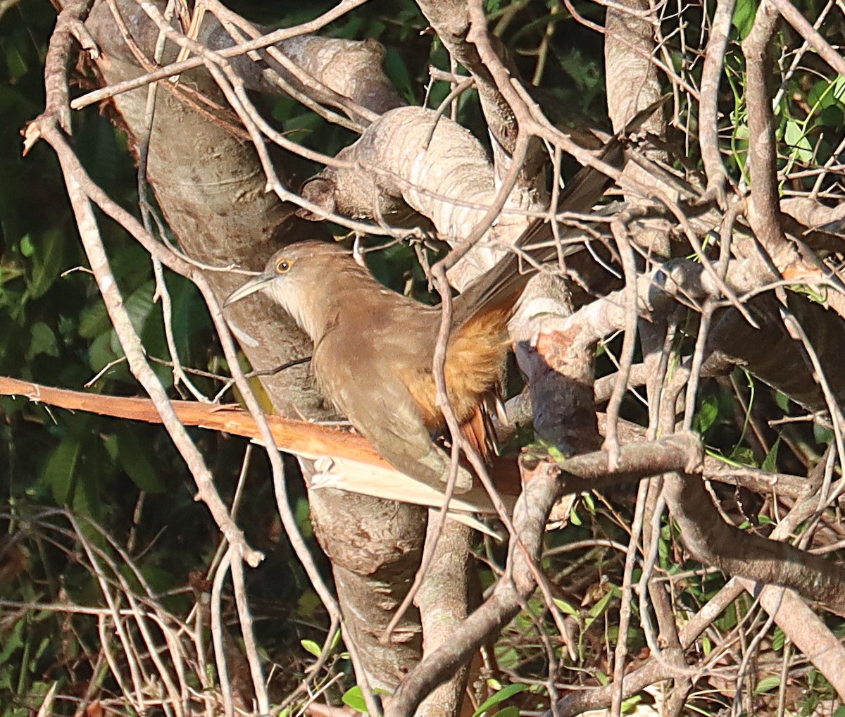 Tacco de Cuba - ML646876287