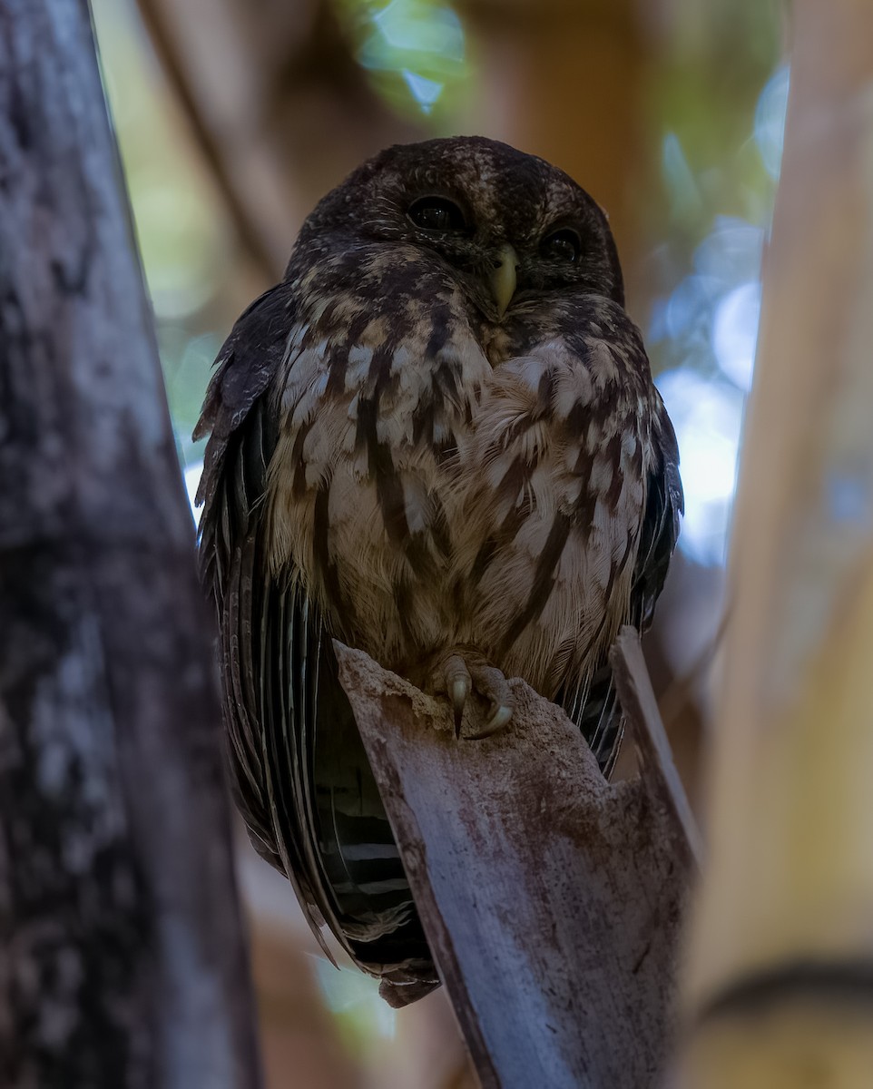 Mottled Owl - ML646876291