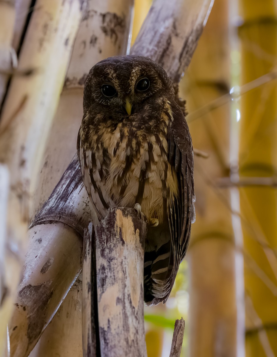 Mottled Owl - ML646876292