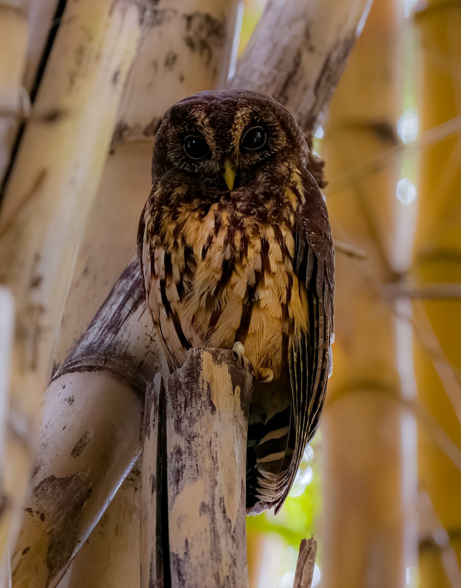 Mottled Owl - ML646876294