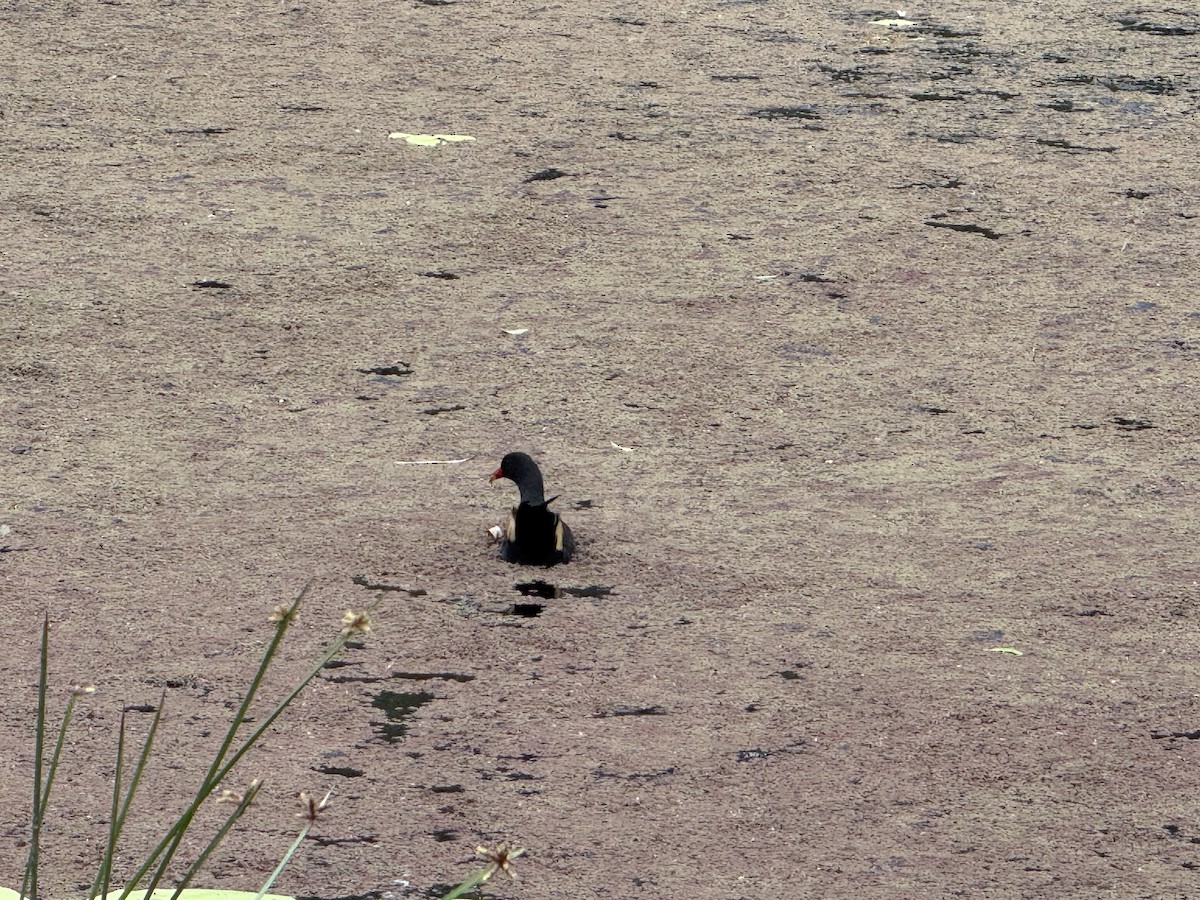 Dusky Moorhen - ML646876298