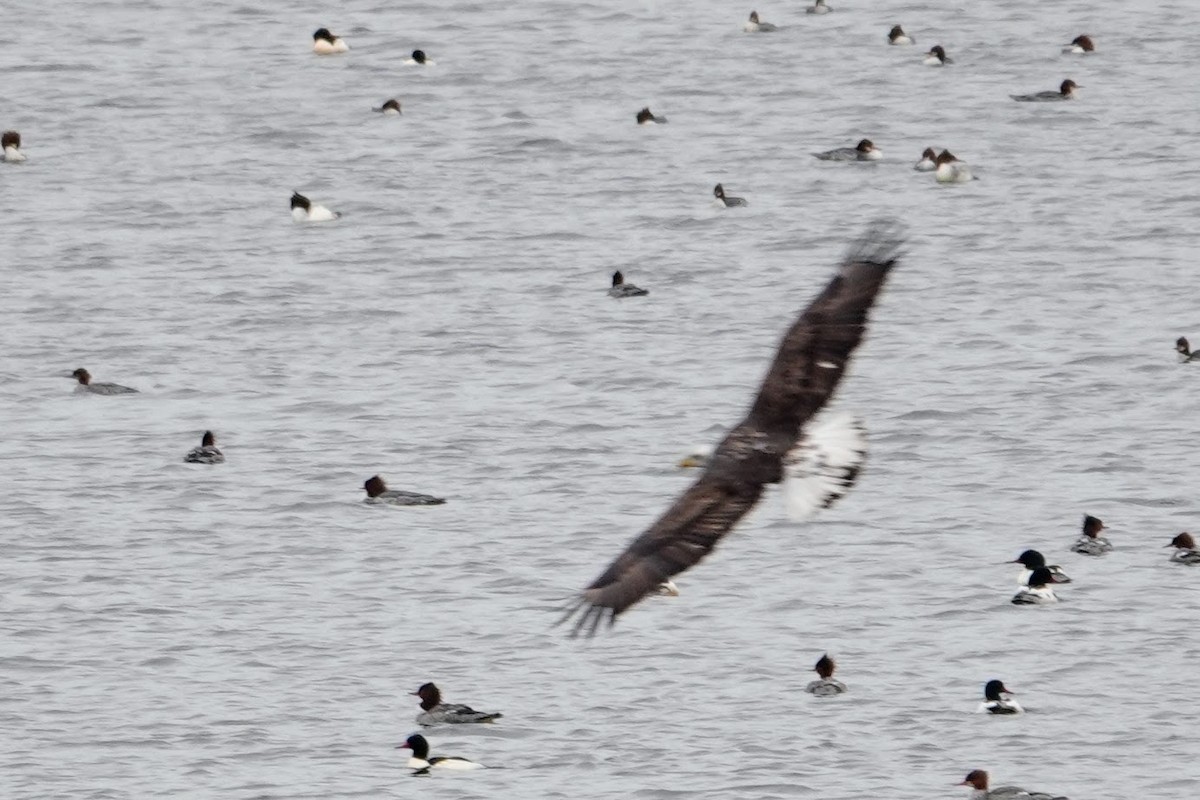 Bald Eagle - ML646876300