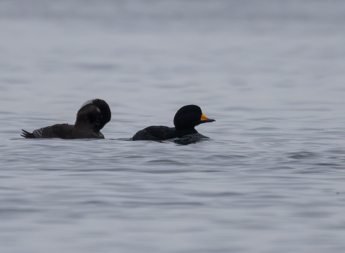 Black Scoter - ML646876301