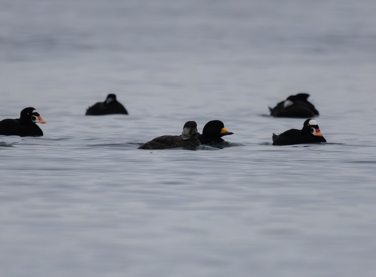 Black Scoter - ML646876302