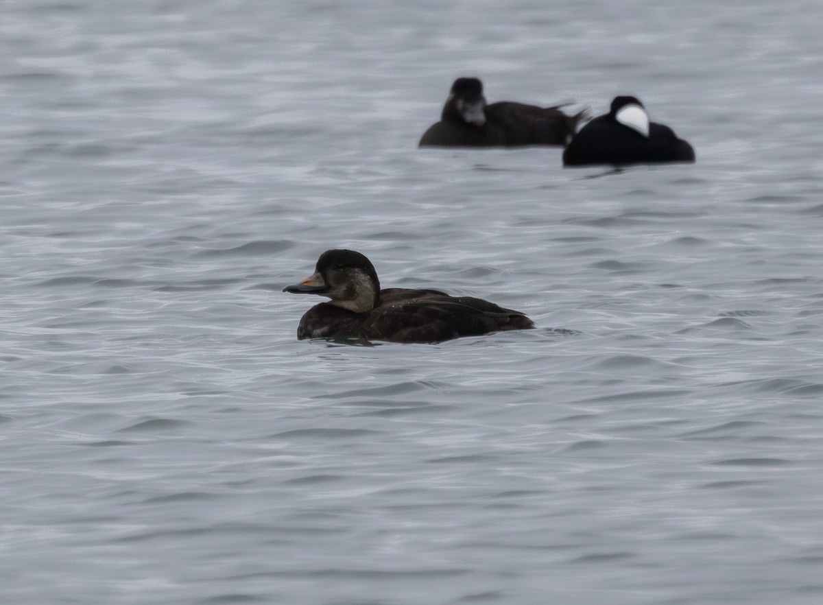Black Scoter - ML646876303