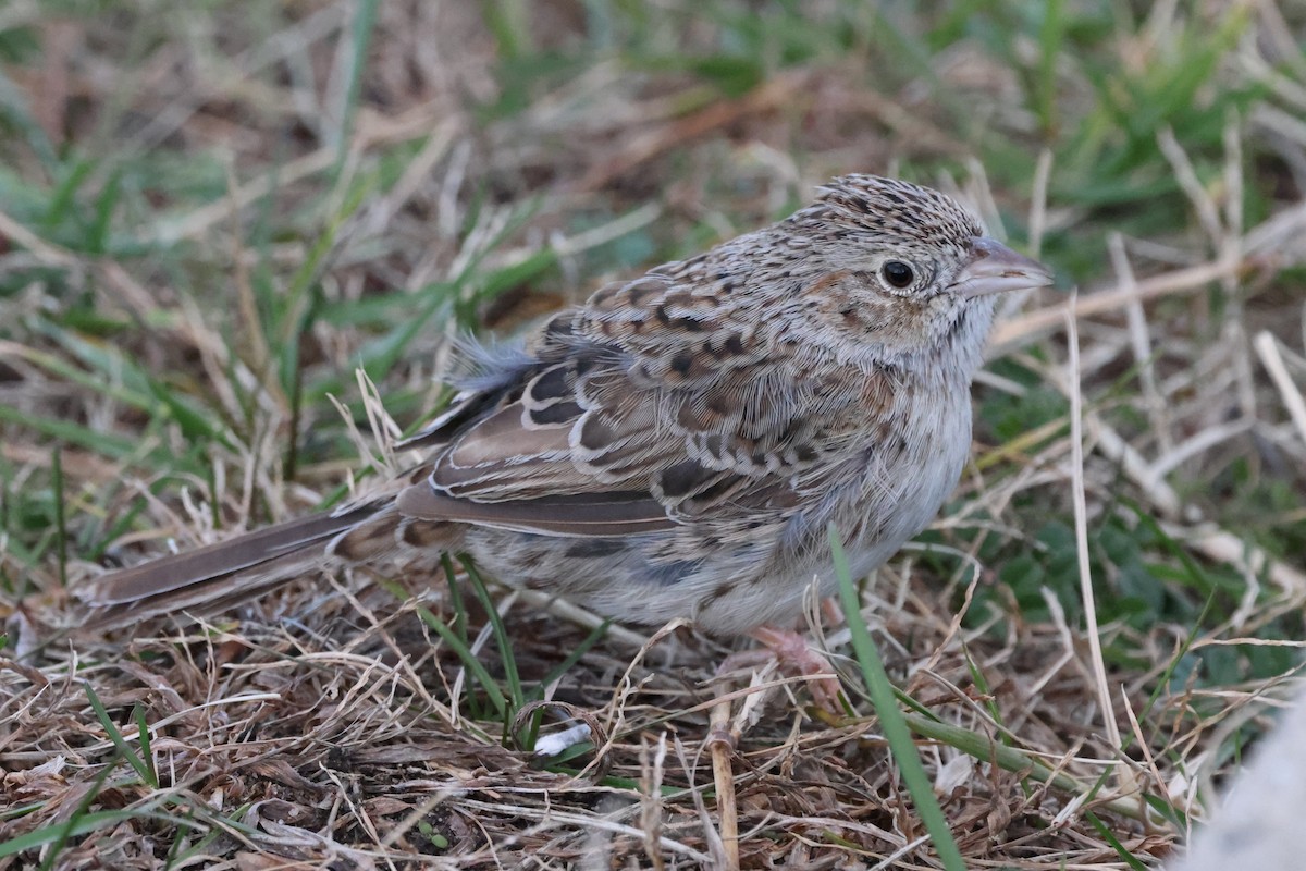 Cassin's Sparrow - ML646876304