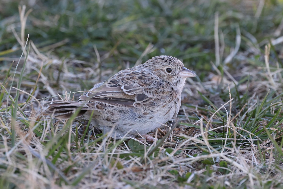 Cassin's Sparrow - ML646876305