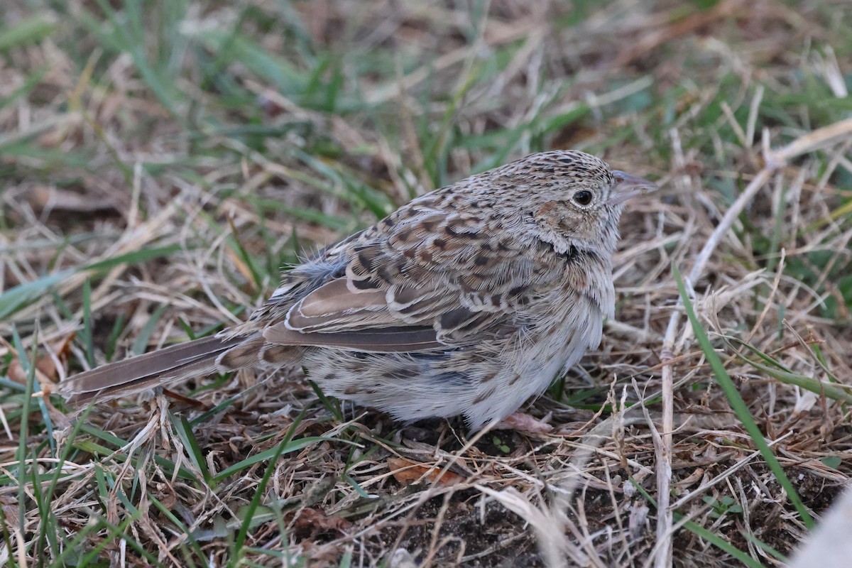 Cassin's Sparrow - ML646876306