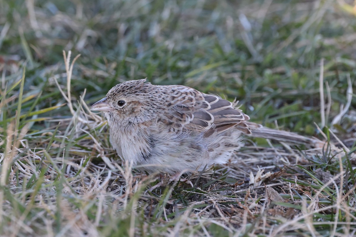 Cassin's Sparrow - ML646876307