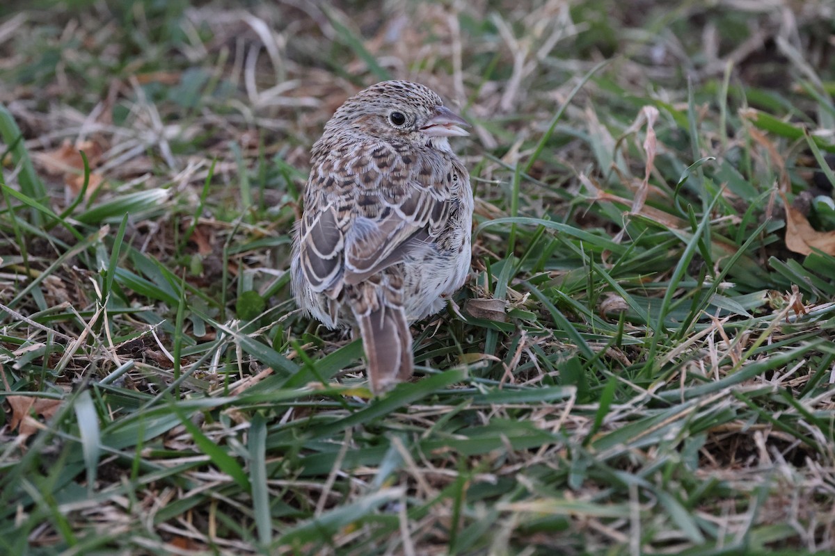 Cassin's Sparrow - ML646876308
