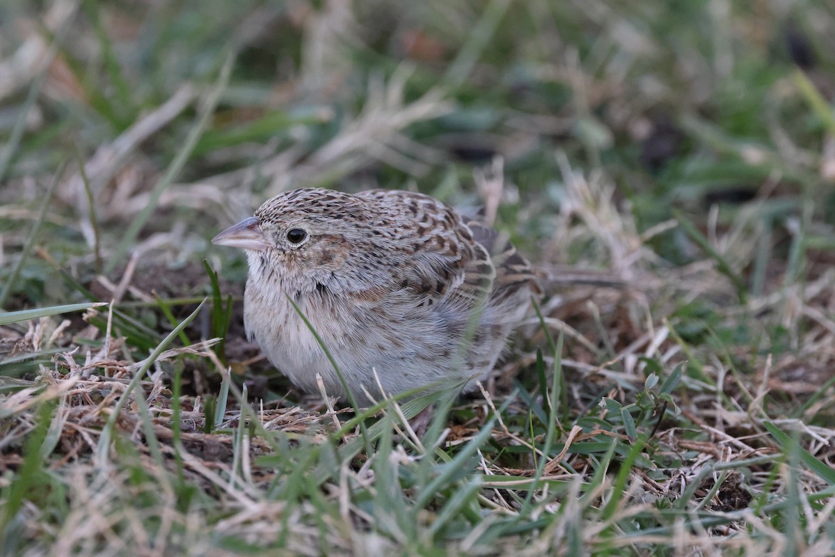 Cassin's Sparrow - ML646876309