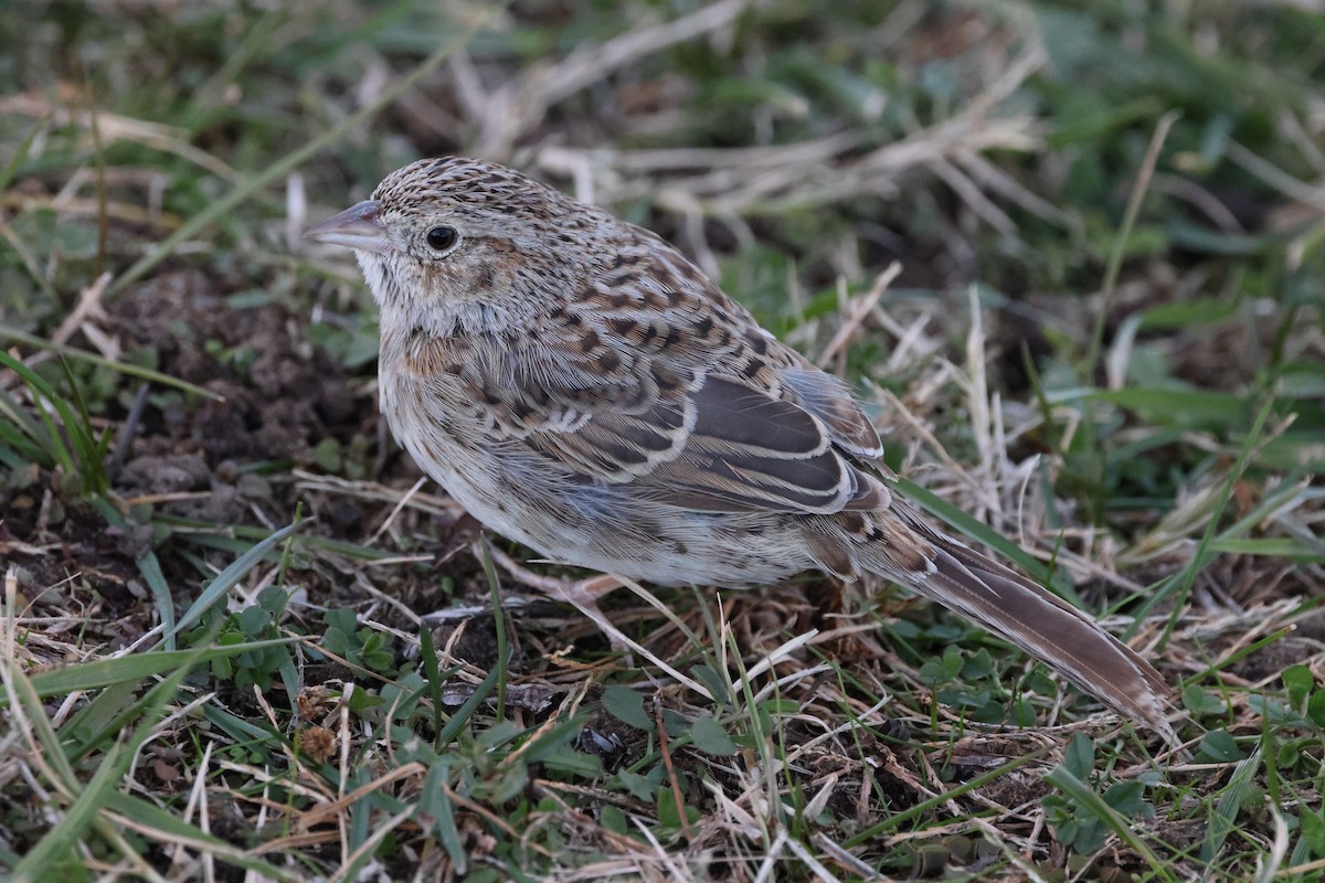 Cassin's Sparrow - ML646876310