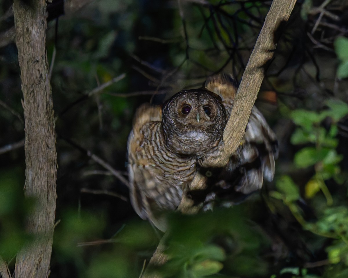 chileugle - ML646876312