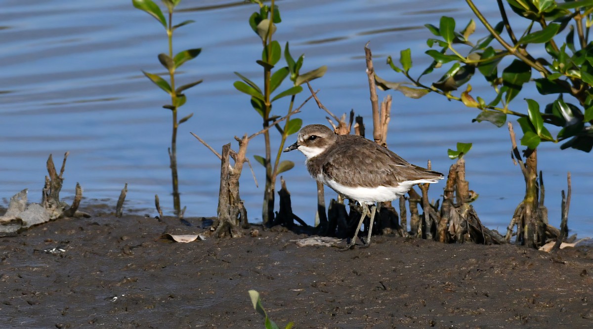 Tibet Cılıbıtı - ML646876314