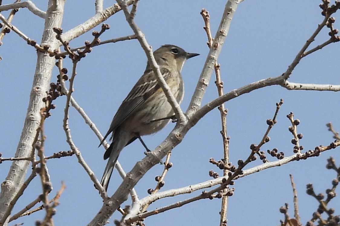 myrteparula - ML646876317