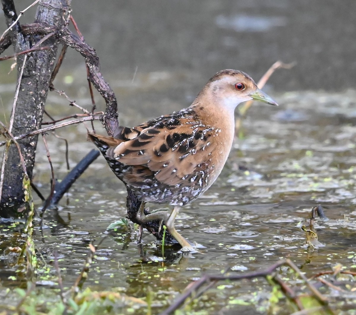 Погоныш-крошка - ML646876318