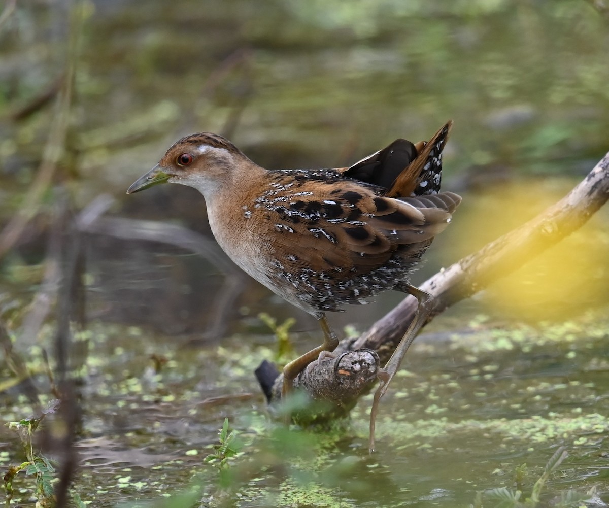 Погоныш-крошка - ML646876323