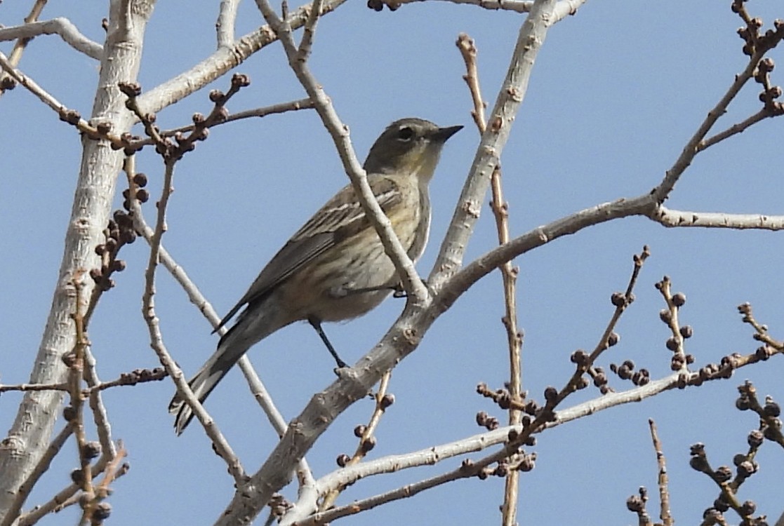 myrteparula - ML646876324