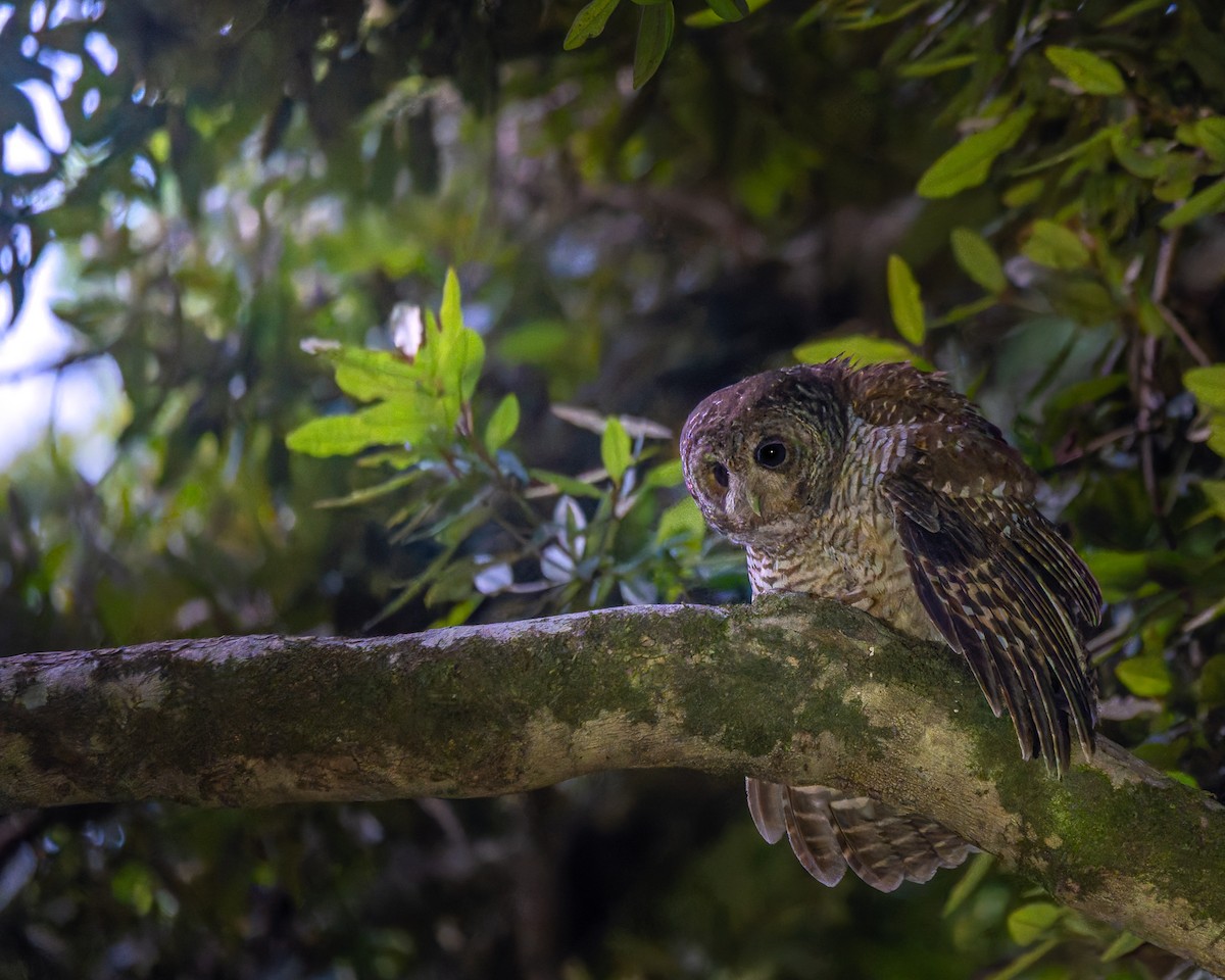 chileugle - ML646876325