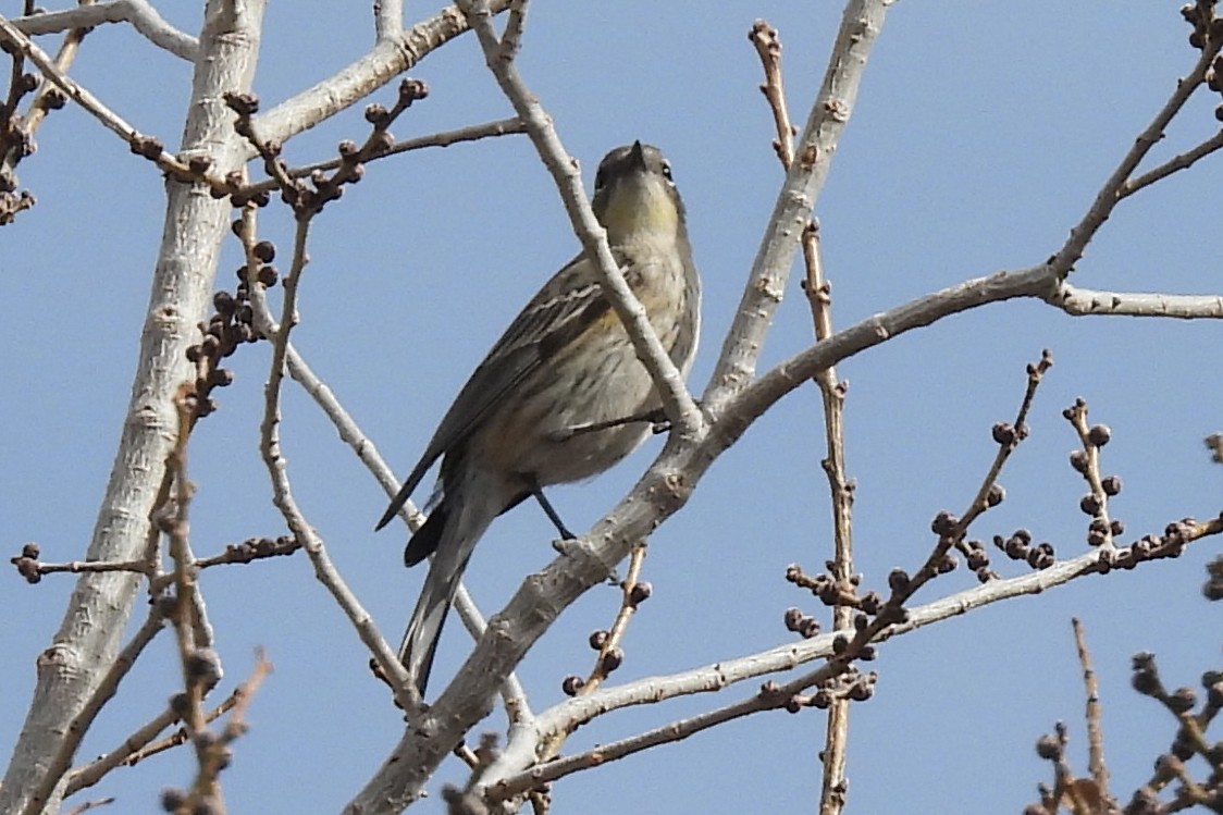 myrteparula - ML646876329