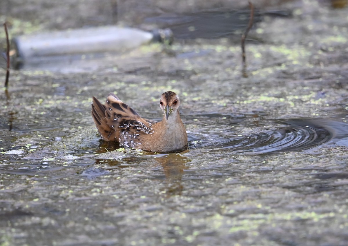 Погоныш-крошка - ML646876330