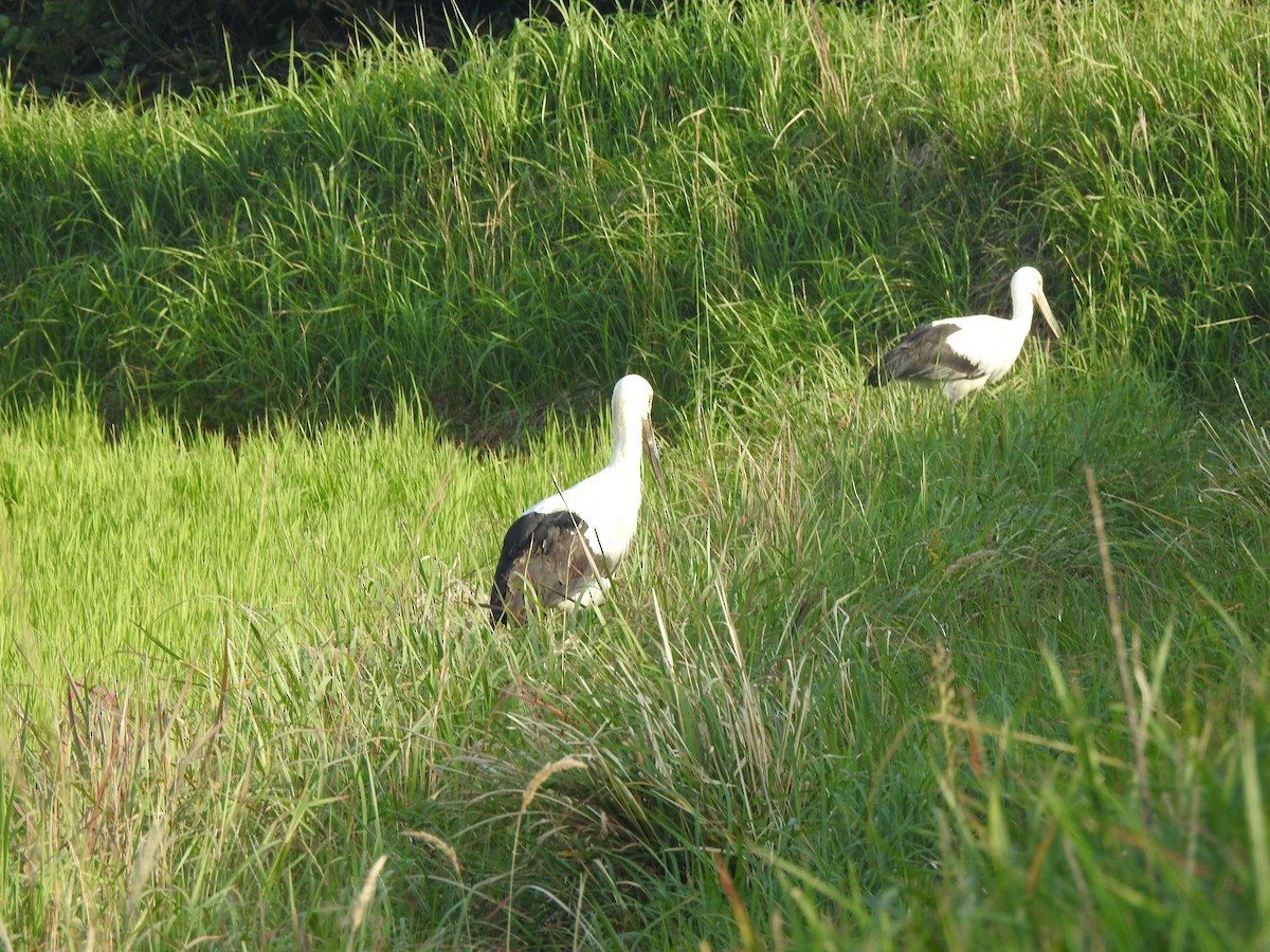 svartnebbstork - ML646876331