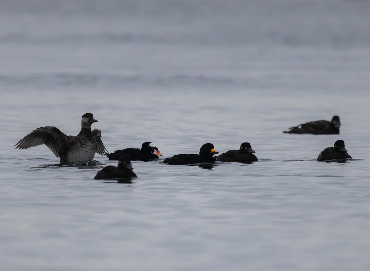Black Scoter - ML646876332