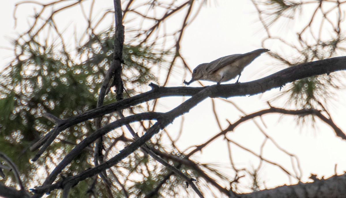 Papamoscas Gris - ML646876333