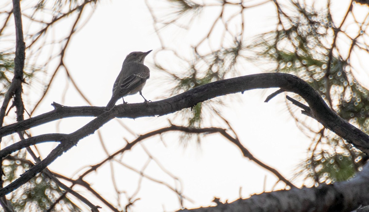 Papamoscas Gris - ML646876334