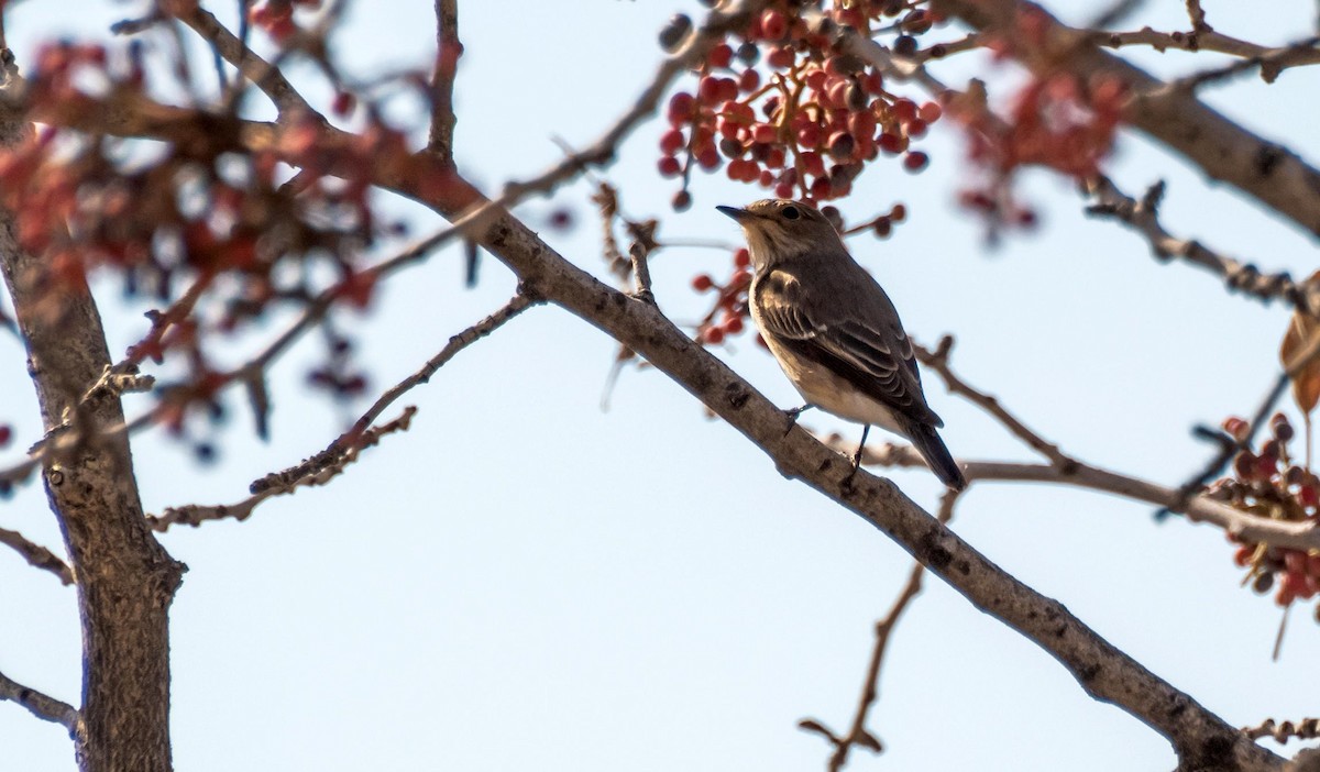 Papamoscas Gris - ML646876335