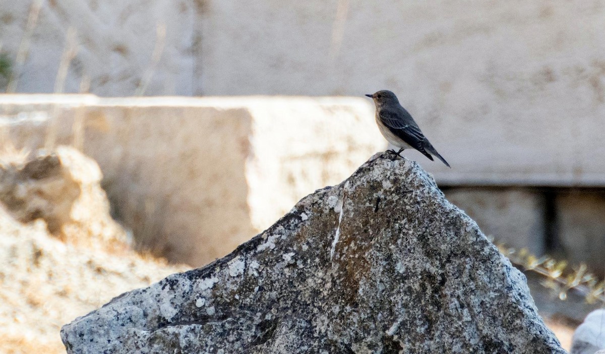 Papamoscas Gris - ML646876336