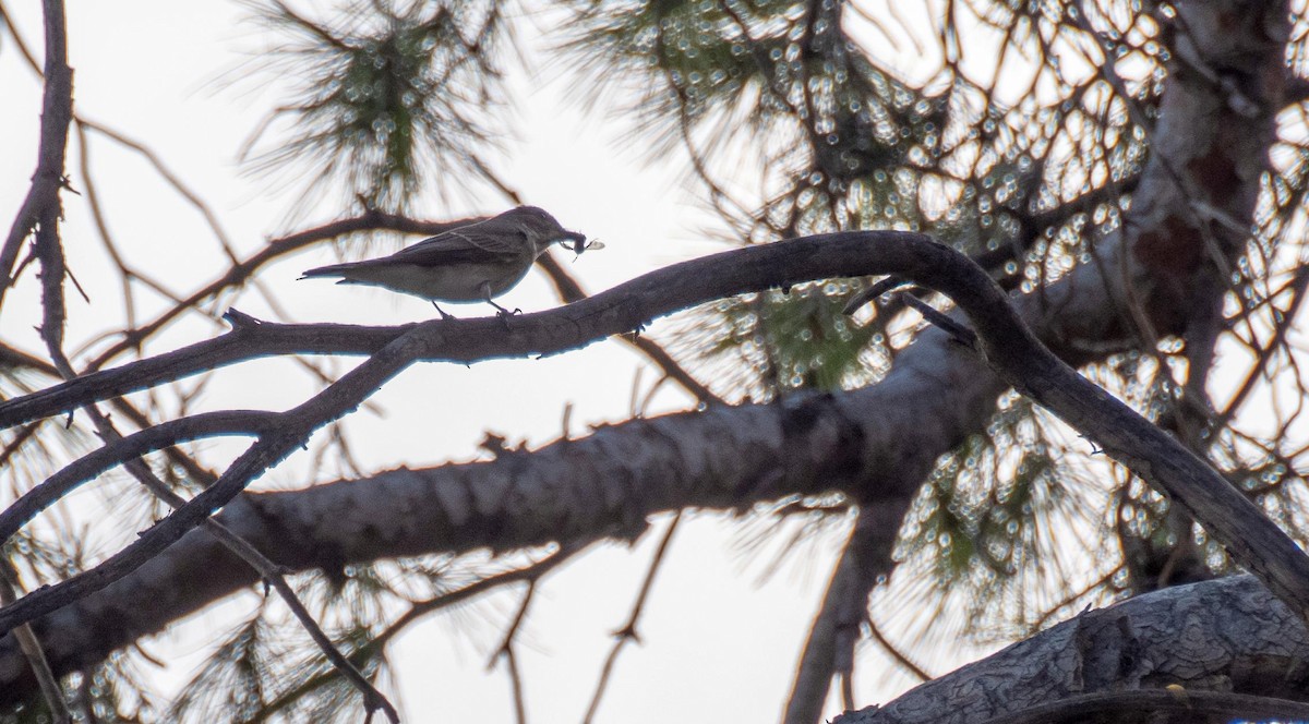 Papamoscas Gris - ML646876337