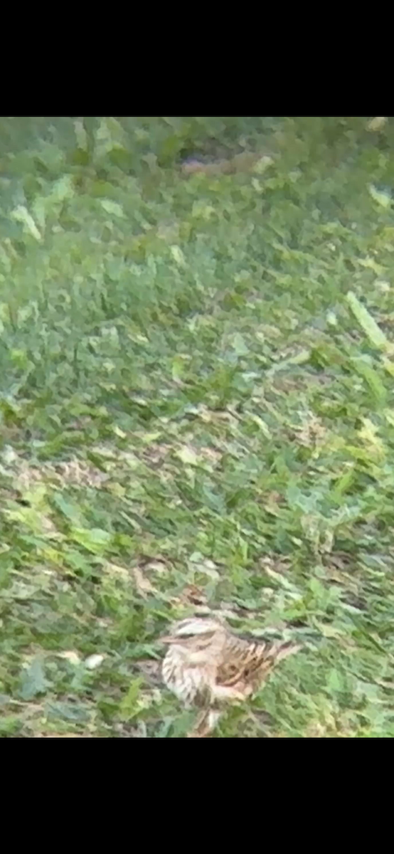 Savannah Serçesi (princeps) - ML646876342