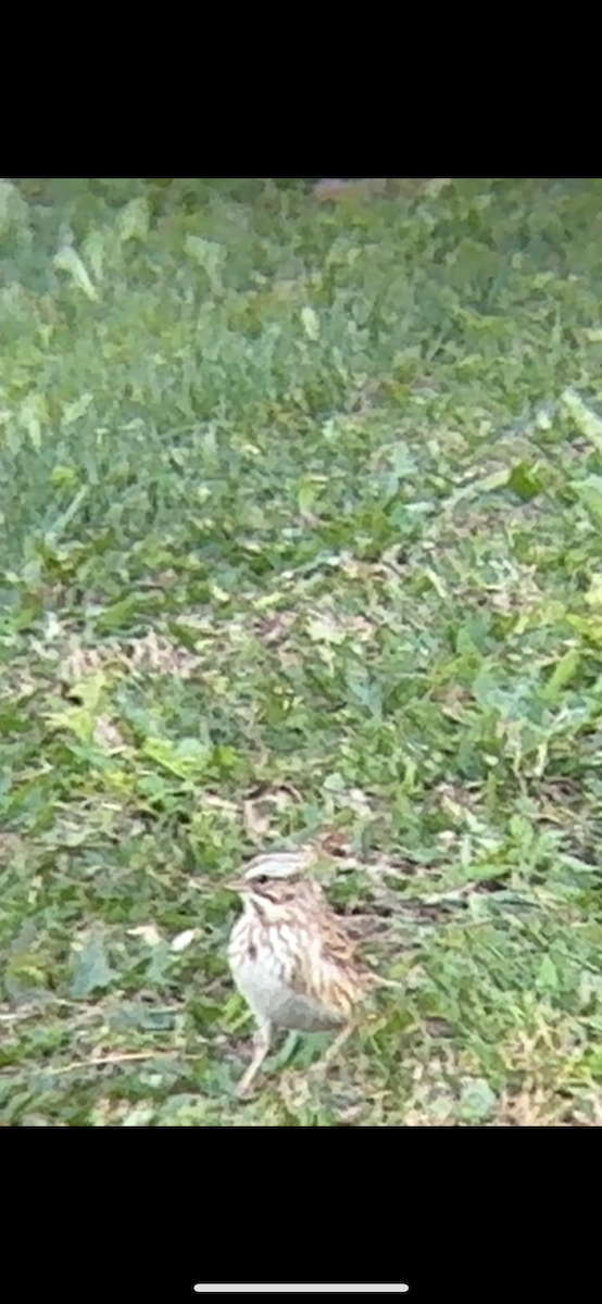 Savannah Serçesi (princeps) - ML646876343