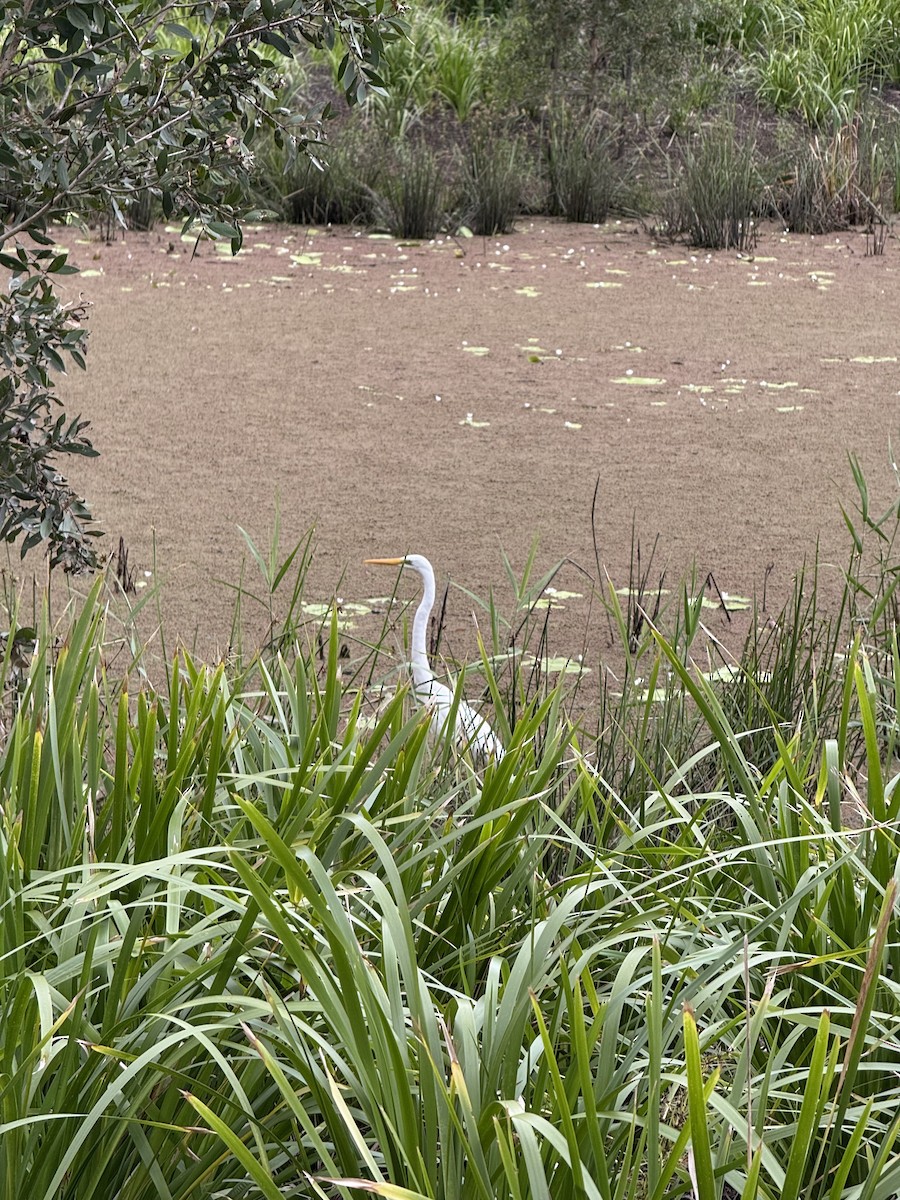 Great Egret - ML646876344