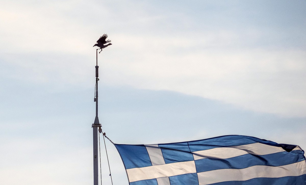 Corneja Cenicienta - ML646876345