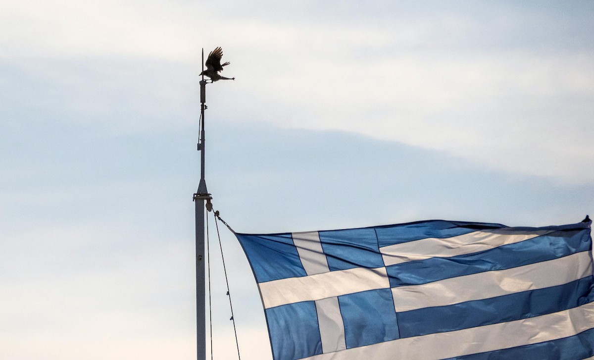 Corneja Cenicienta - ML646876346