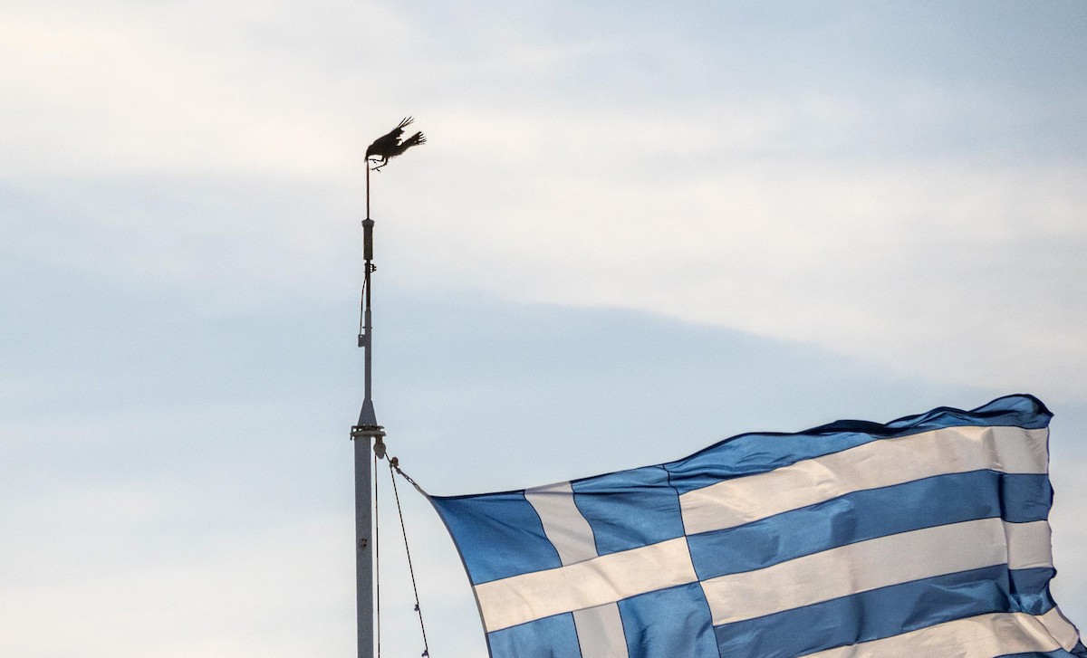 Corneja Cenicienta - ML646876347