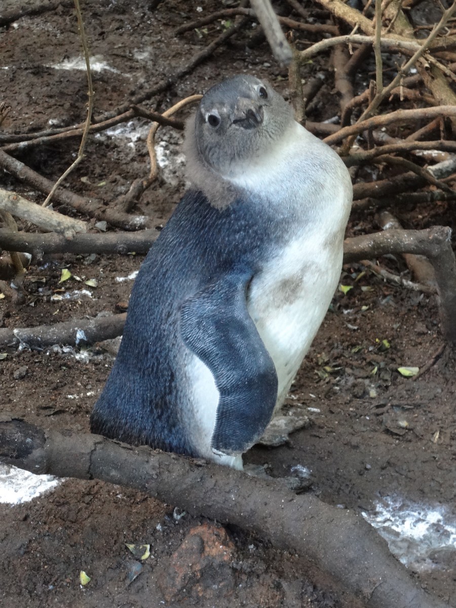 Manchot du Cap - ML646876353