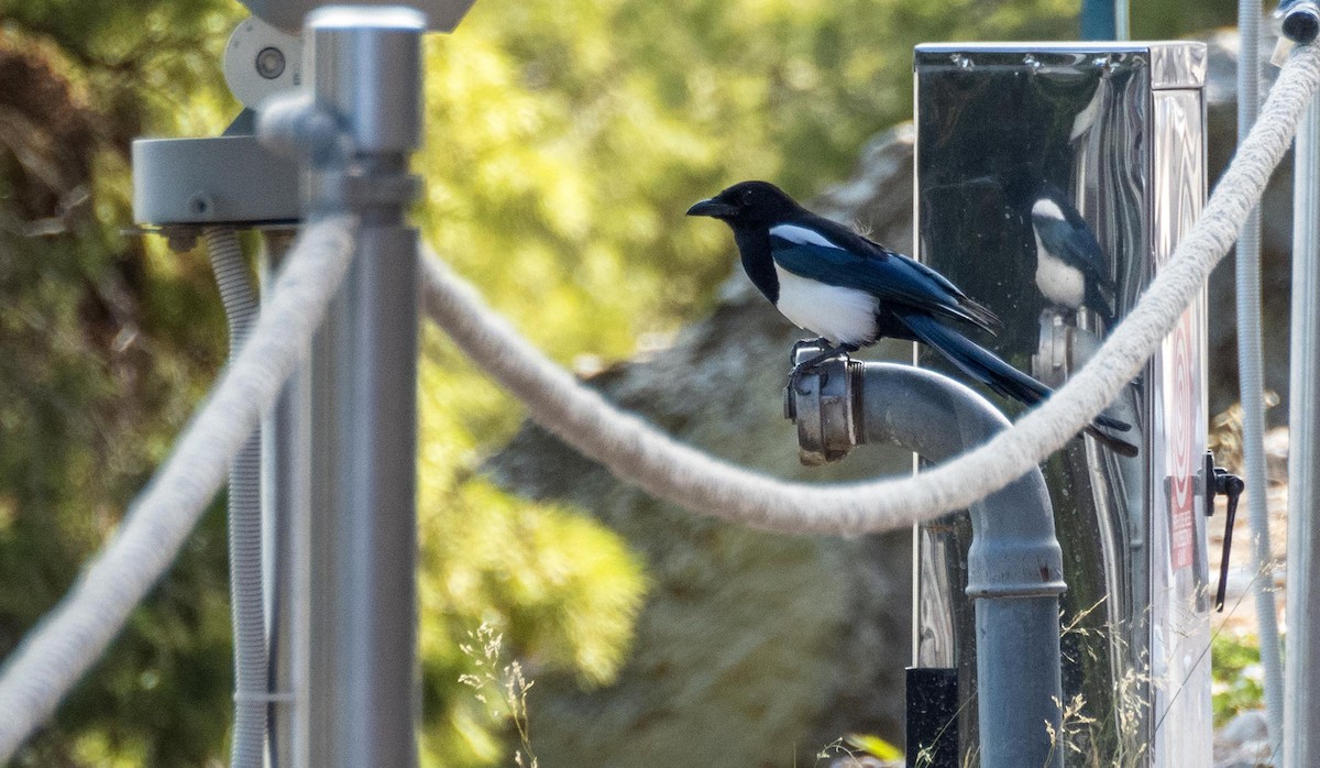 Urraca Común - ML646876357