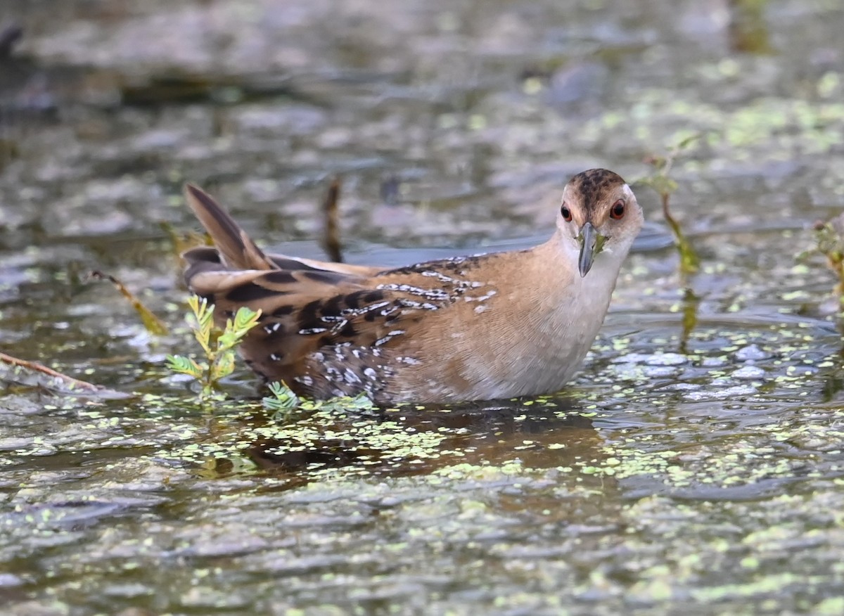 Погоныш-крошка - ML646876359