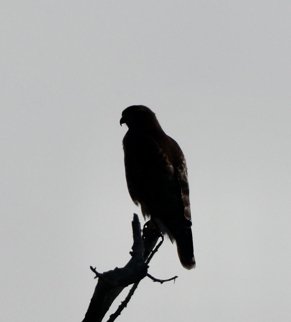 Red-shouldered Hawk - ML646876360