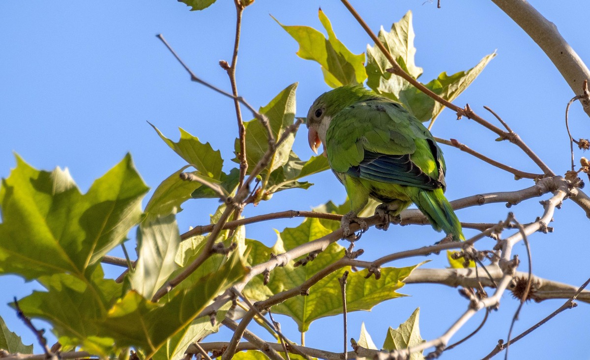 Cotorra Argentina - ML646876361