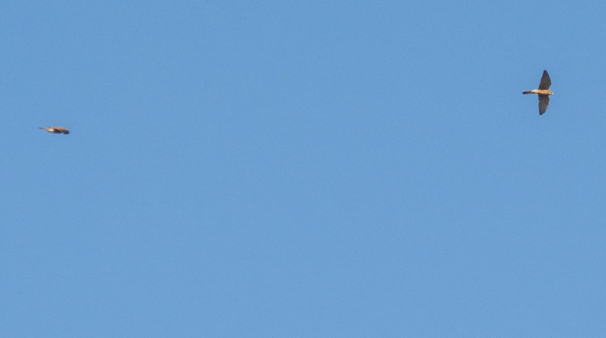 tårnfalk - ML646876366