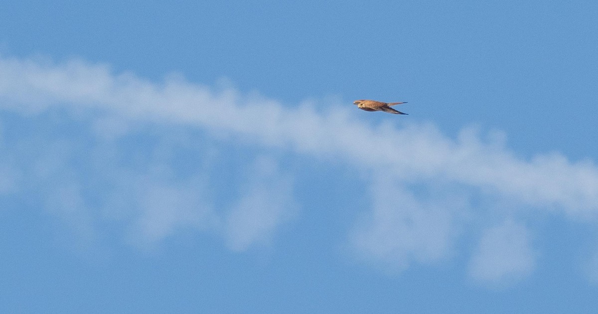 tårnfalk - ML646876367