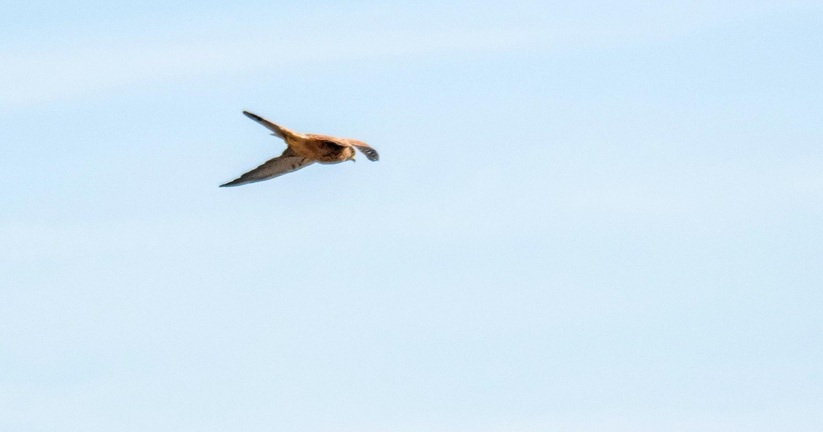 tårnfalk - ML646876368