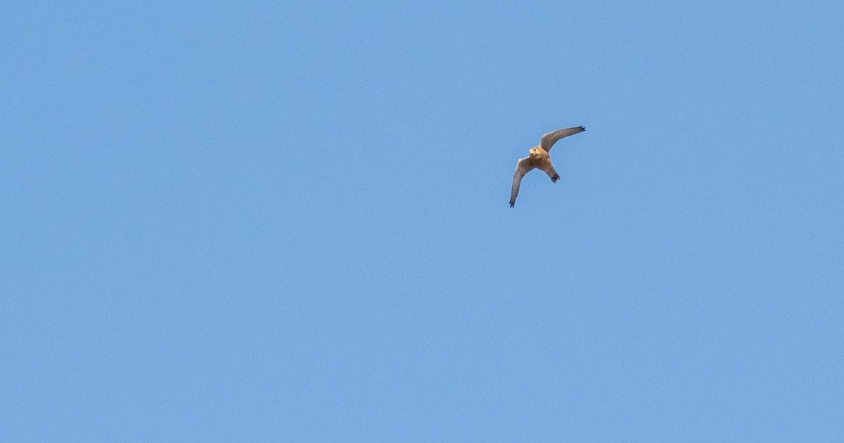 tårnfalk - ML646876369