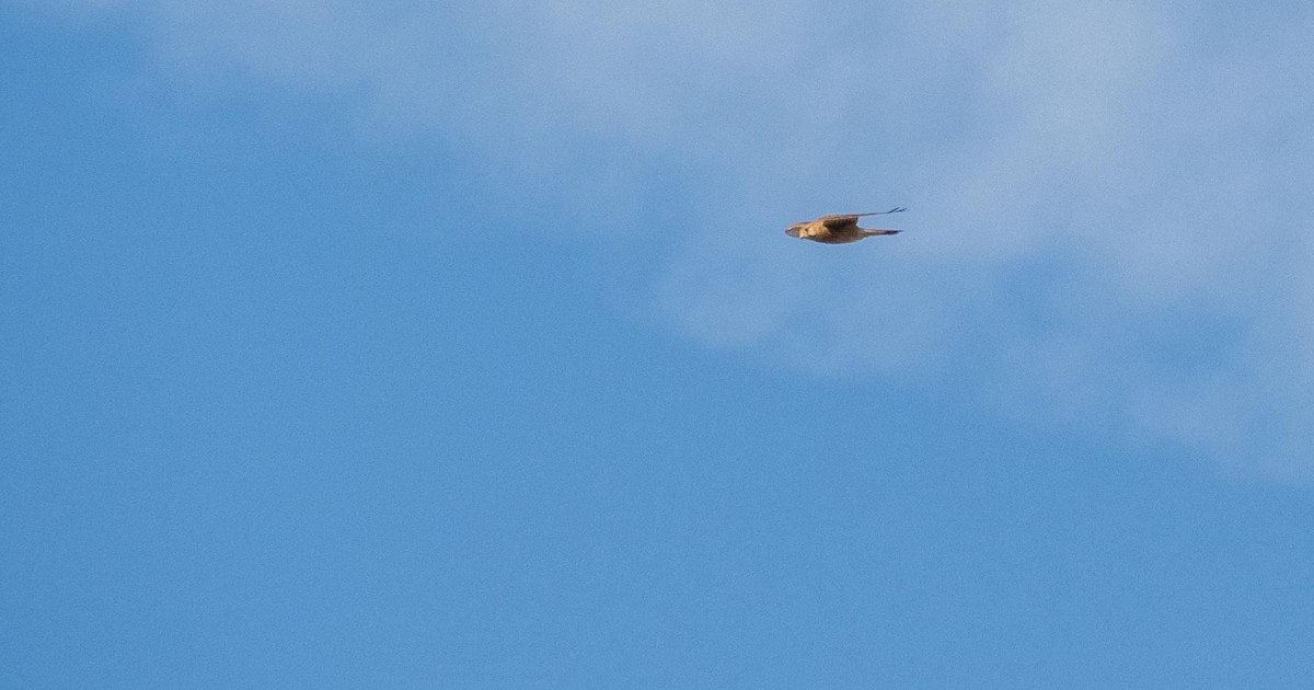 tårnfalk - ML646876370