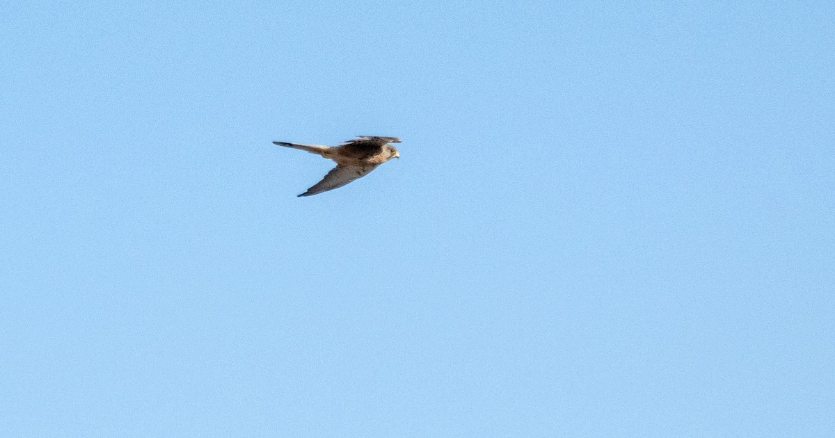 tårnfalk - ML646876371